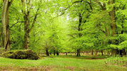 New Forest Camping