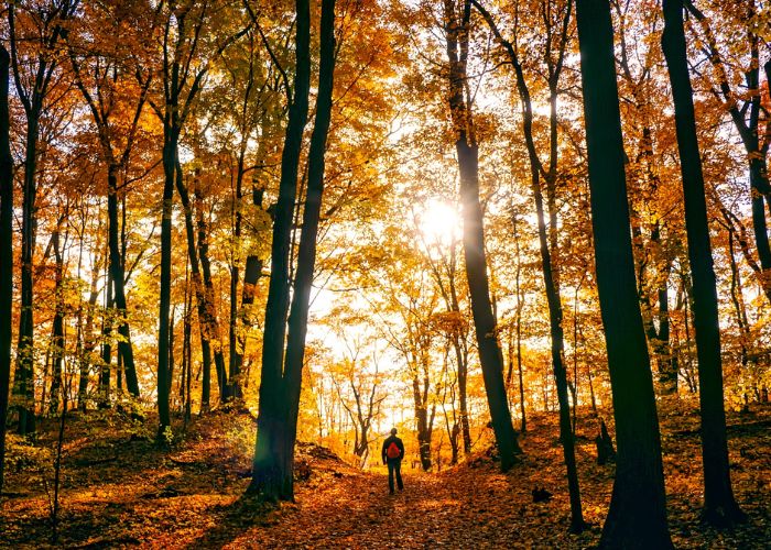 UK Foraging Guide: How to Stay Safe Outdoors