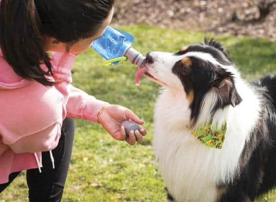 Load image into Gallery viewer, Vapur Ez Lick Portable Dog Water Bottle 700ml - Element - Water By Vapur

